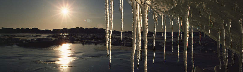 Icicles on pack ice melting, Canadian Arctic
© naturepl.com / Doug Allan / WWF
© naturepl.com / Doug Allan / WWF