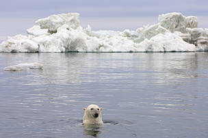 Polar bear (Ursus maritimus) swimming in the water in front of an iceberg, Beaufort Sea, Arctic ... / ©: naturepl.com / Steven Kazlowski / WWF-Canon / ©: naturepl.com / Steven Kazlowski / WWF-Canon