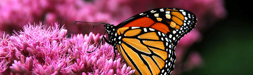 Monarch on pink flowers
© © Frank Parhizgar / WWF-Canada
© © Frank Parhizgar / WWF-Canada