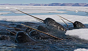 Narwhal in Nunavut, Canada / ©: Paul Nicklen/National Geograhpic Stock/WWF-Canada / ©: Paul Nicklen/National Geograhpic Stock/WWF-Canada