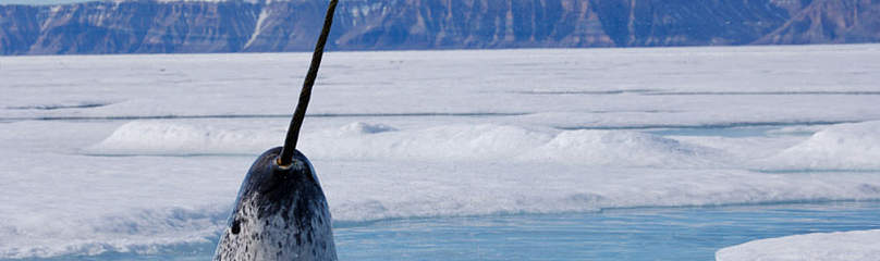 Narwhal in Arctic / ©: WWF-Canada / ©: WWF-Canada