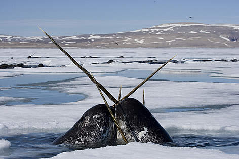 © Paul Nicklen/National Geographic Stock / WWF-Canada / ©: © Paul Nicklen/National Geographic Stock / WWF-Canada © Paul Nicklen/National Geographic Stock / WWF-Canada / ©: © Paul Nicklen/National Geographic Stock / WWF-Canada