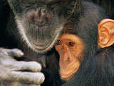 � naturepl.com / Andy Rouse / WWF