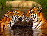 � Martin Harvey / WWF-Canon
