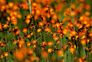 Orange flowers / ©: J.D. Taylor / WWF-Canada / ©: J.D. Taylor / WWF-Canada