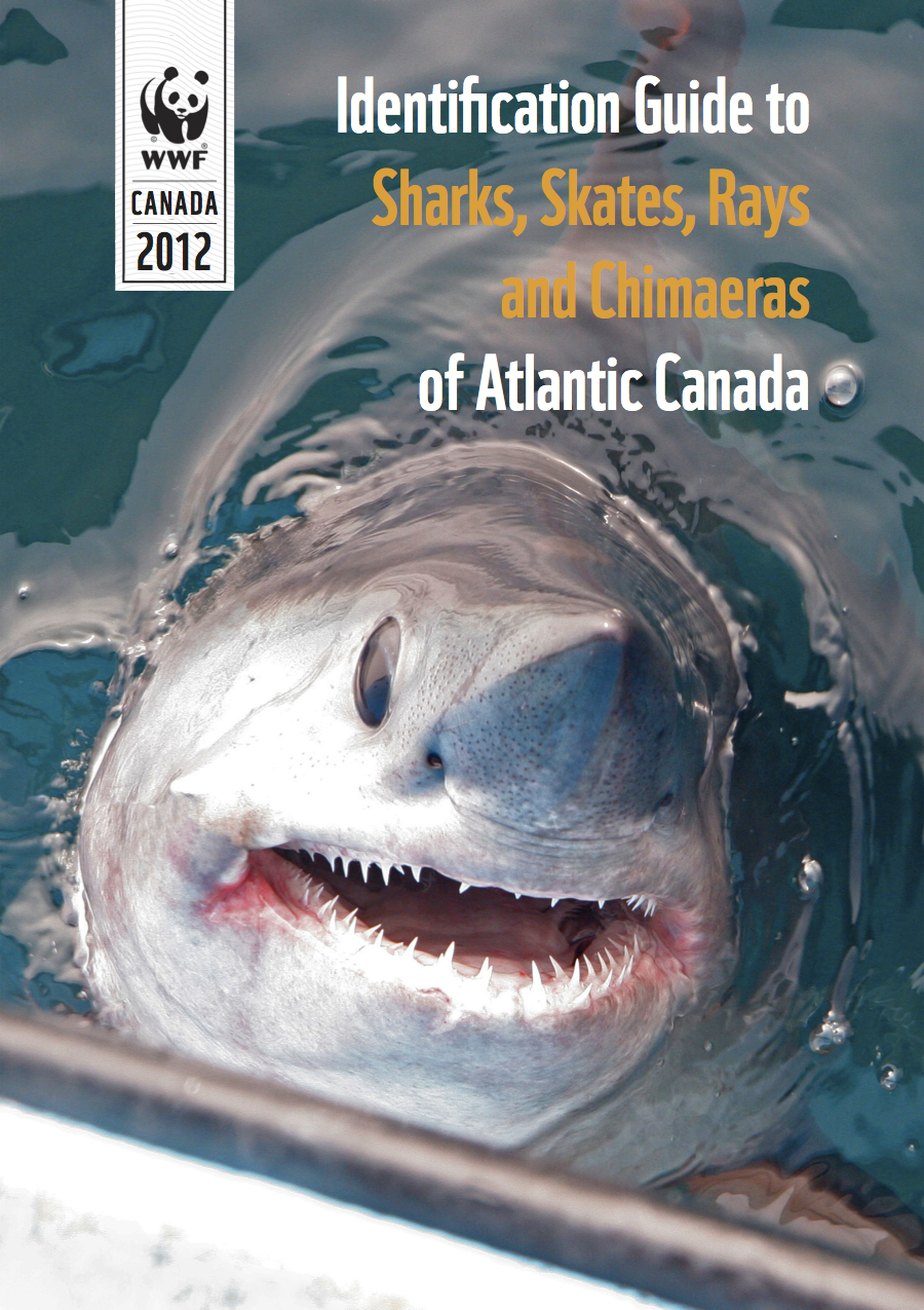 Identification guide to sharks, skates, rays and chimaeras of Atlantic Canada