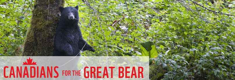 Canadian for the Great Bear