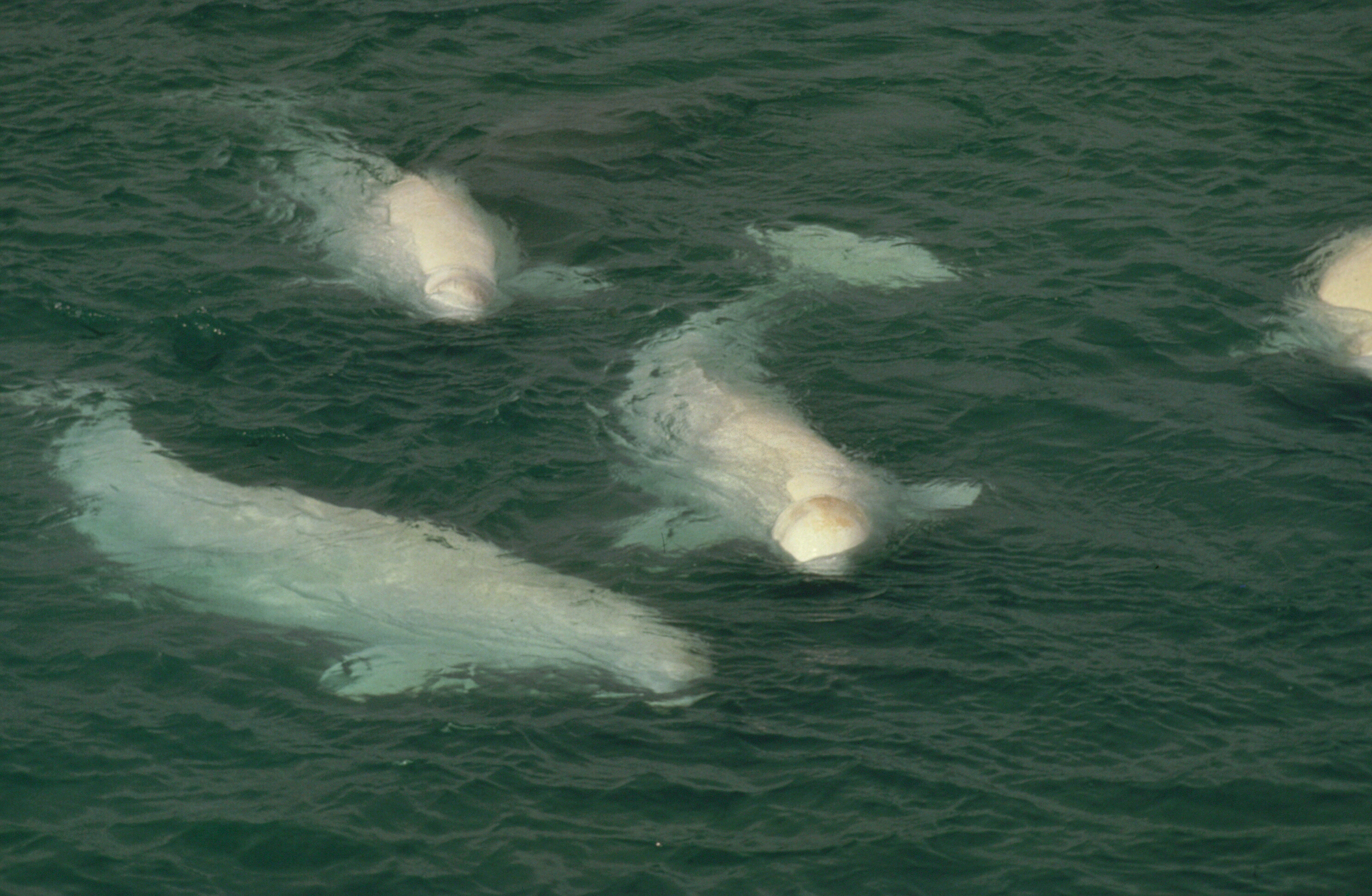 Beluga whale, Canada / ©: Janet FOSTER / WWF-Canada