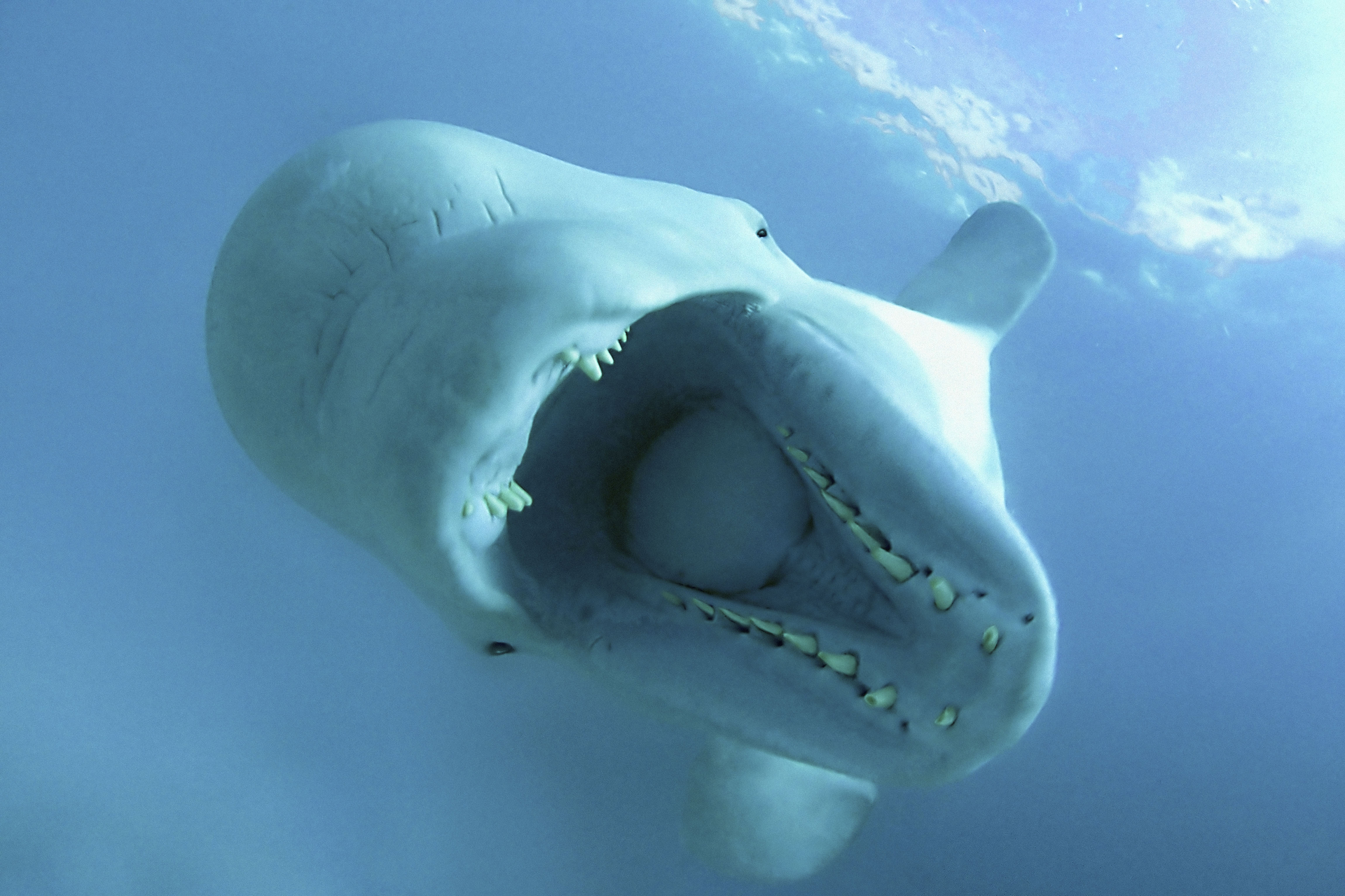 Beluga Whales Delphinapterus Leucas Wwf Canada