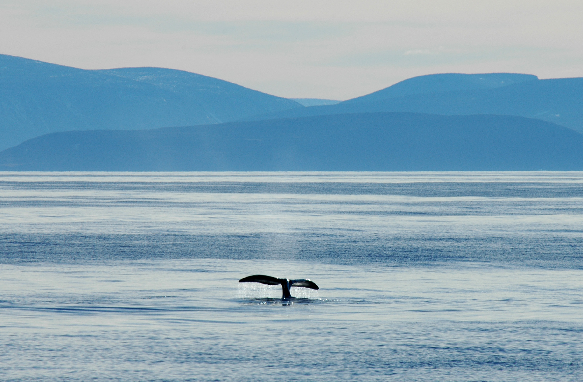 Bowhead whale, Isabella Bay, Nunavut, Canada / ©: Tim Stewart / WWF-Canada