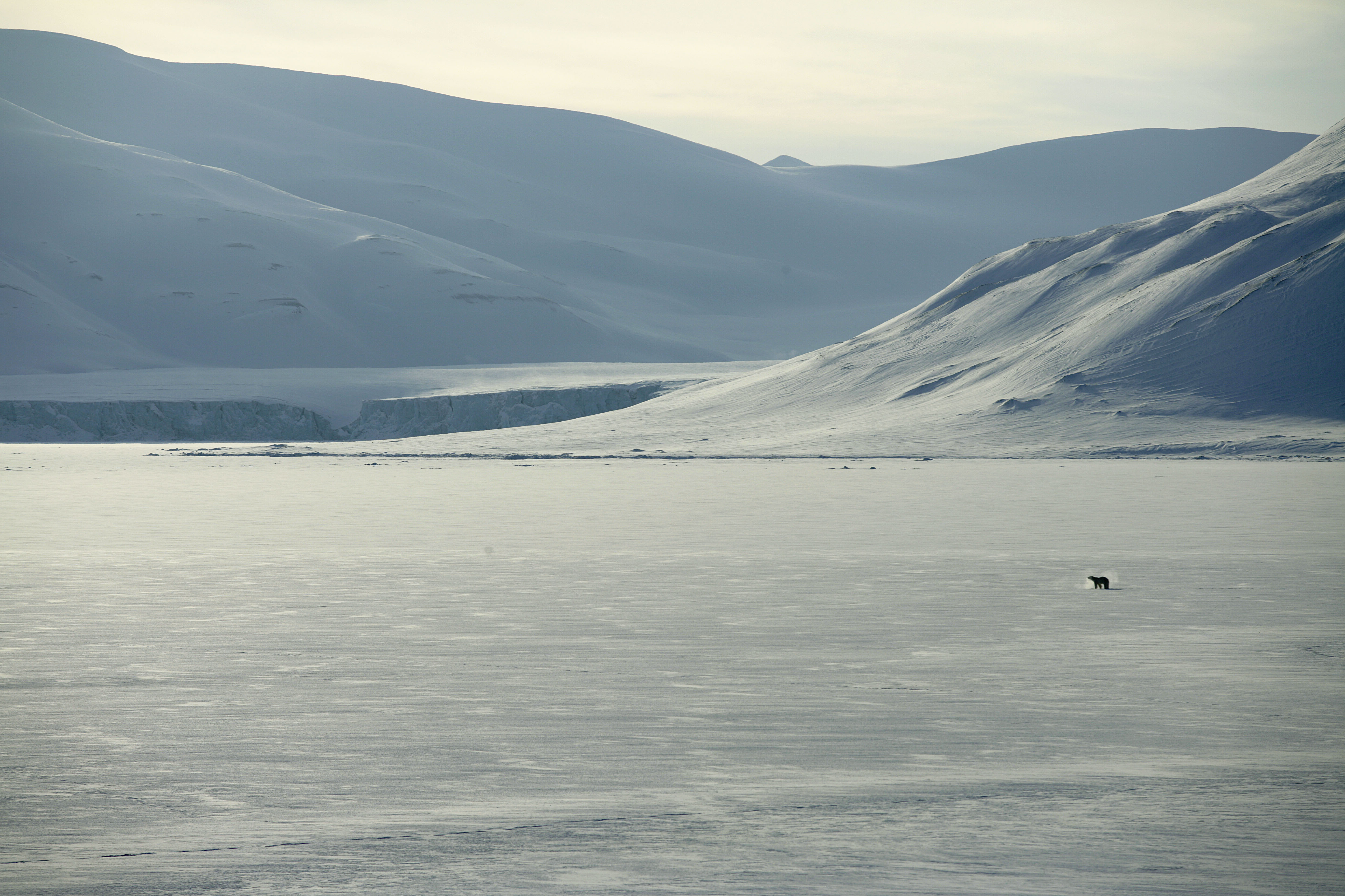Female polar bear waiting for the winter ice, near Churchill, Manitoba, Canada / ©: Jon Aars / Norwegian Polar Institute / WWF-Canon