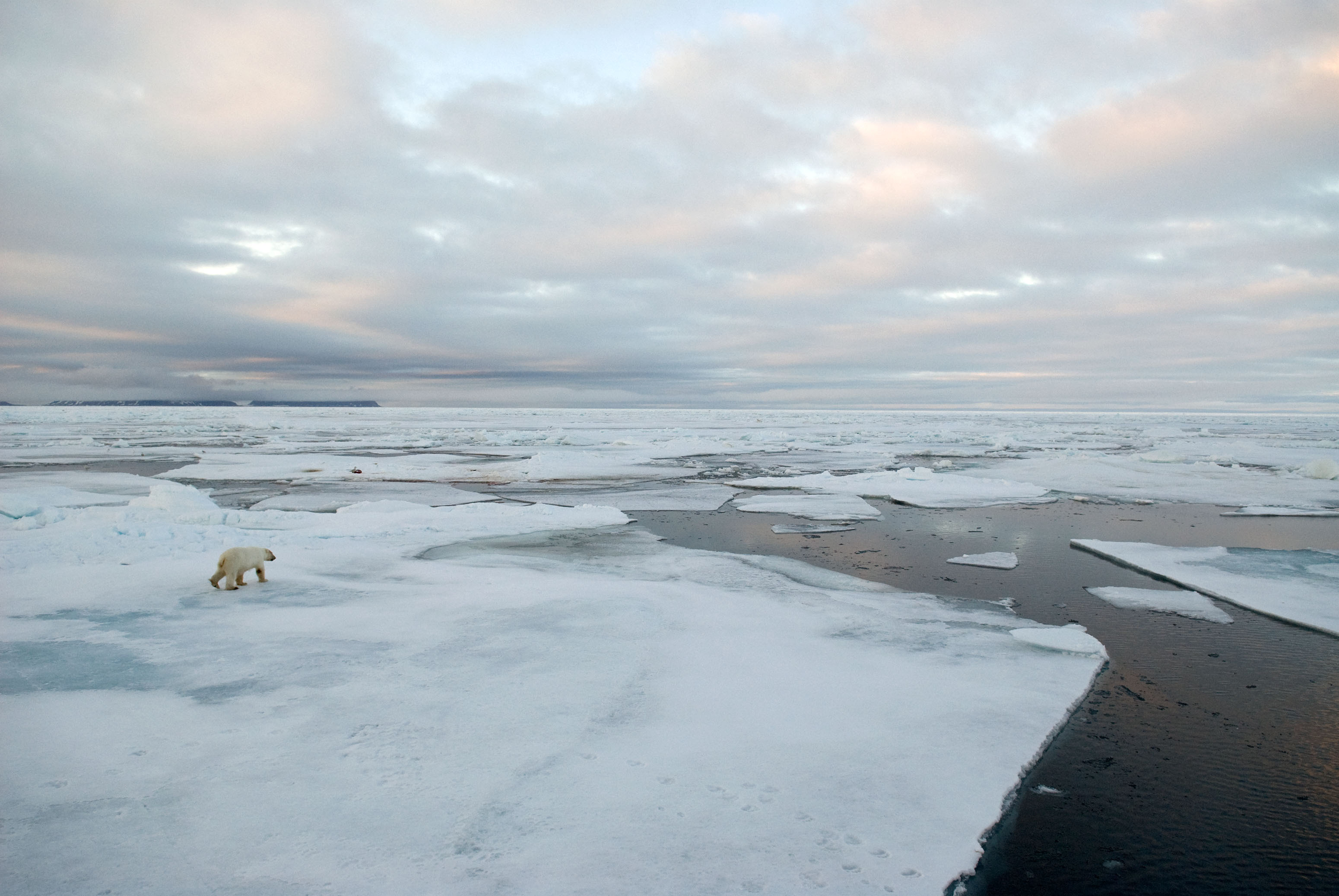 Polar bear in its habitat, Spitsbergen, Norway / Steve Morello / WWF-Canon