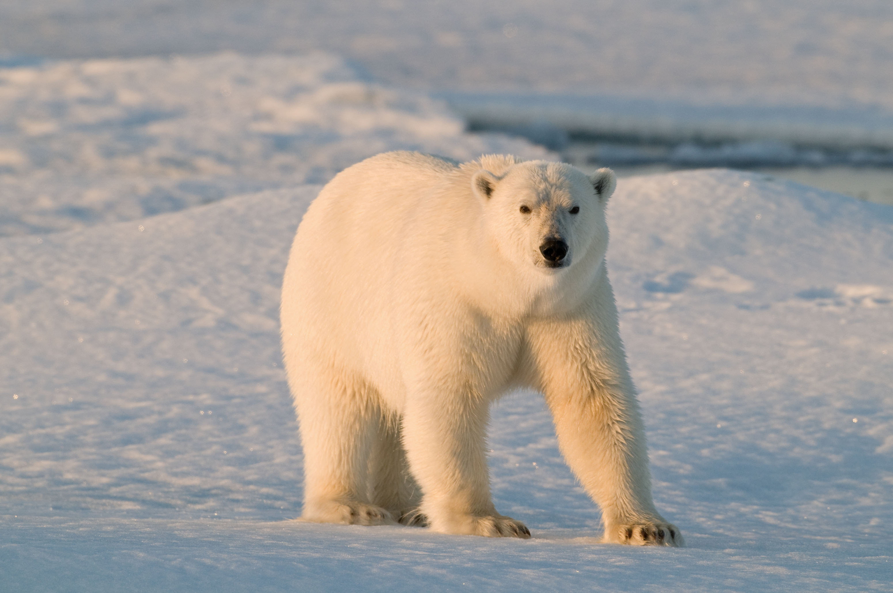 Wildlife WWFCanada