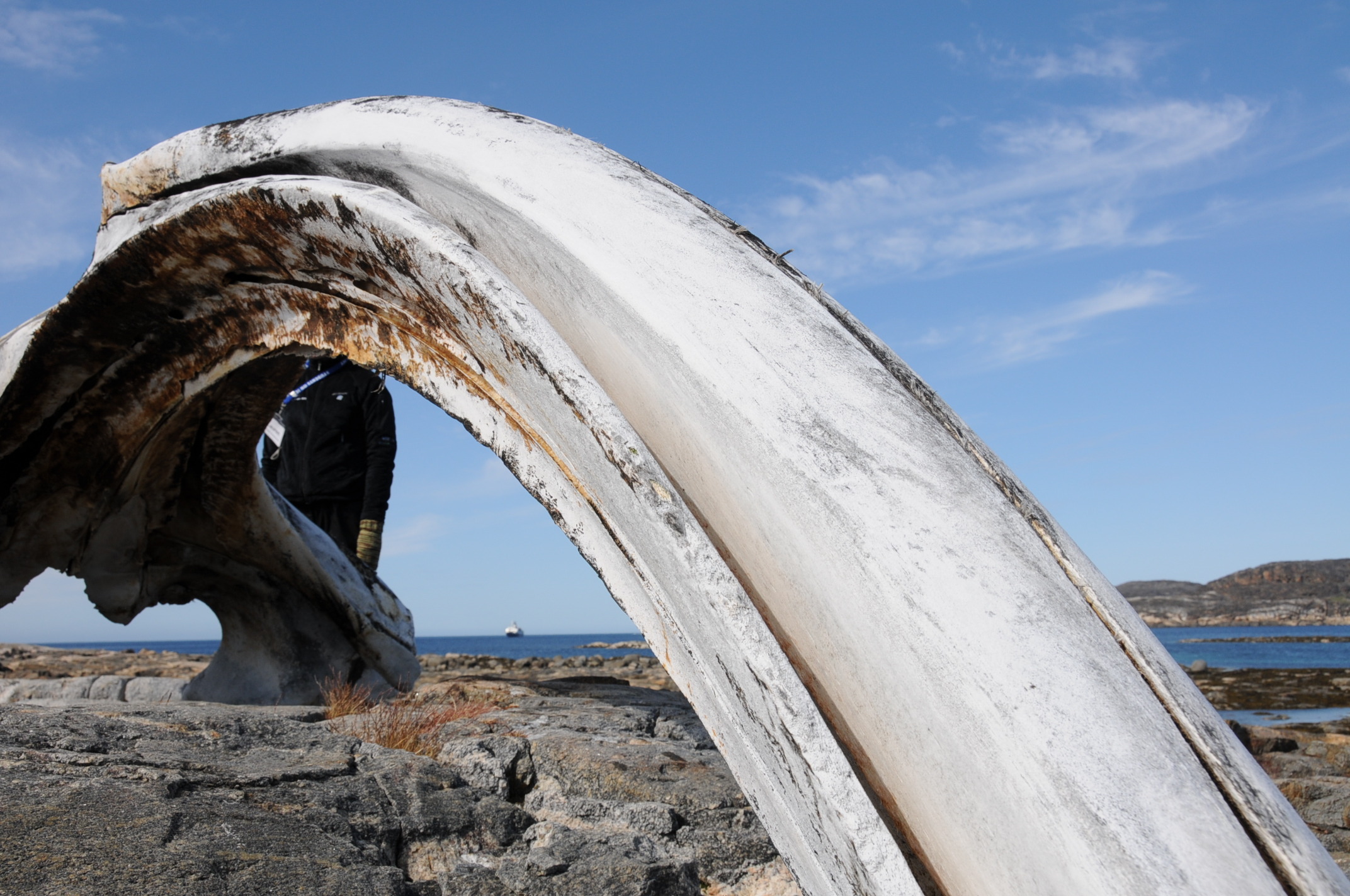 Bowhead whale bone, Kekerten Island, Nunavut, Canada / ©: Peter Ewins / WWF-Canada