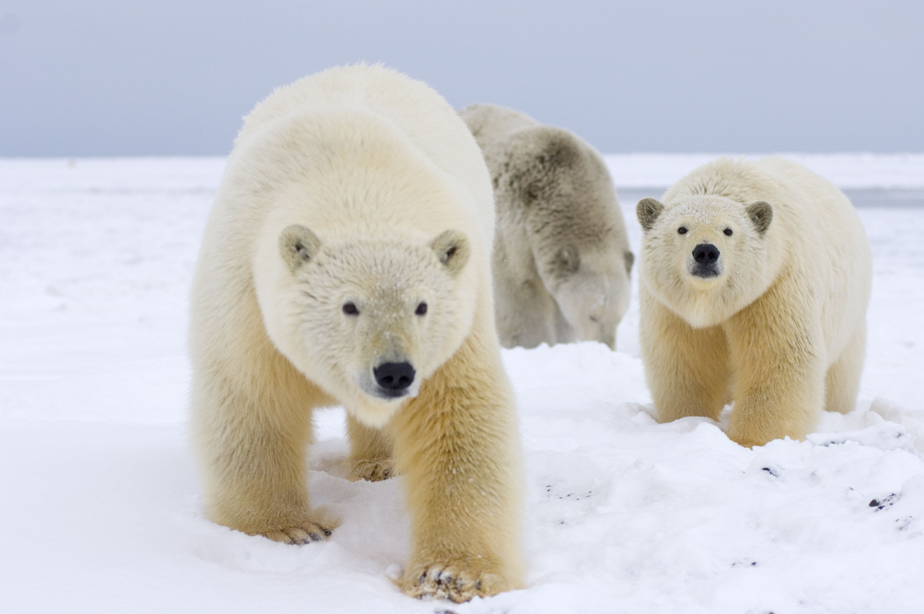 Polar Bear (Ursus maritimus) WWFCanada