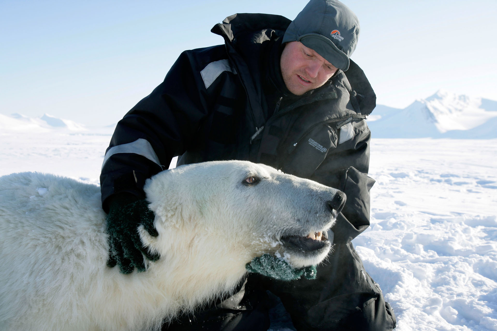 Researcher examining polar bear's head, Svalbard, Norway / ©: Jon Aars / Norwegian Polar Institute / WWF-Canon