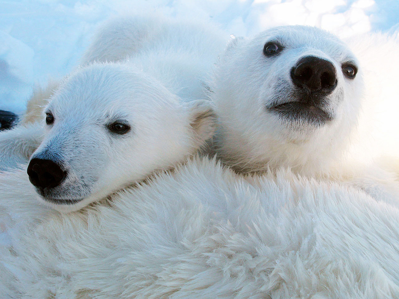 Learn more about how Arctic species are affected Learn more about how Arctic species are affected