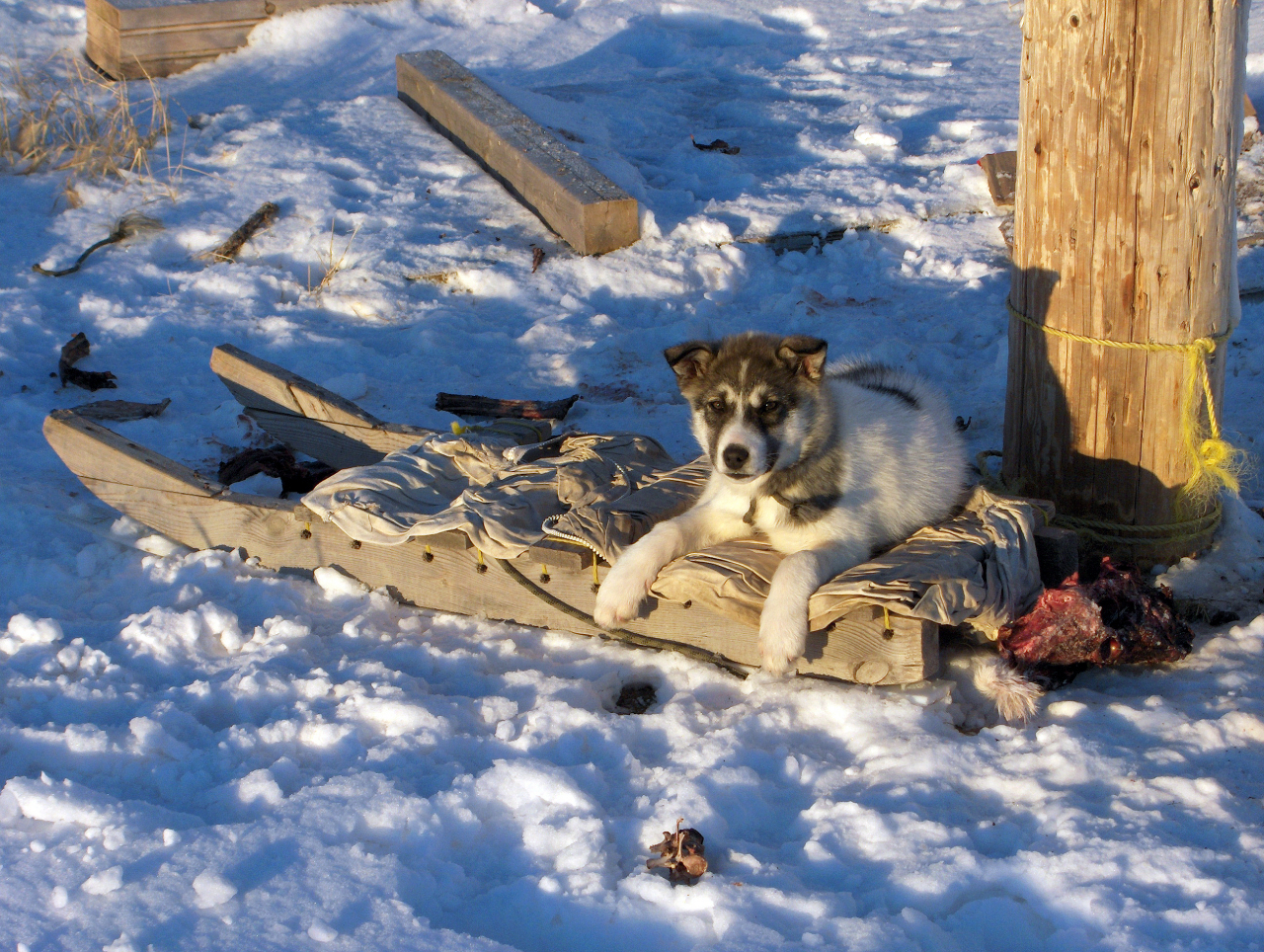 Sled-dog and komatik, Nunavut, Canada / ©: Monte HUMMEL / WWF-Canada