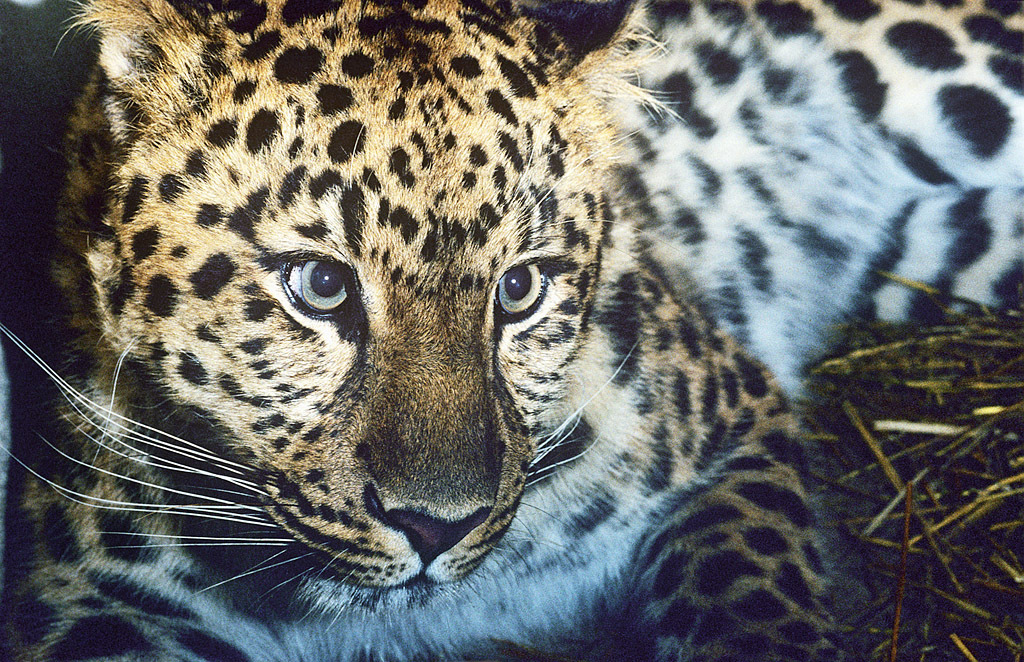 New footage reveals family life of elusive Amur leopard | WWF-Canada