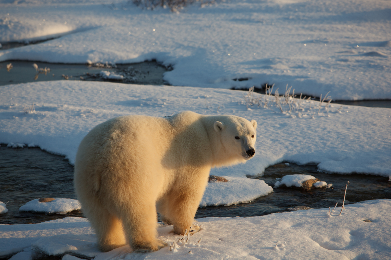 Female polar bear waiting for the winter ice, near Churchill, Manitoba, Canada / ©: Jacquie Labatt / WWF-Canada