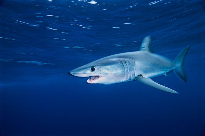 A Shortfin mako shark. / ©: Brian J. Skerry / National Geographic Stock / WWF