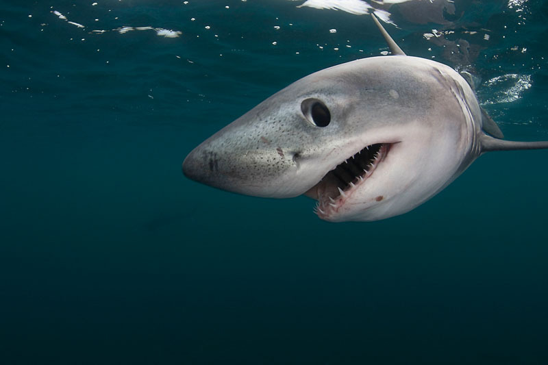 Porbeagle shark captive, Nova Scotia, Canada. / ©: naturepl.com /Doug Perrine / WWF