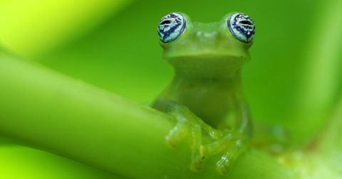� naturepl.com / Edwin Giesbers / WWF