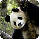  / &copy;: Bernard  DE WETTER / WWF-Canon