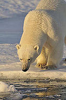  / &copy;: Steve Morello / WWF-Canon