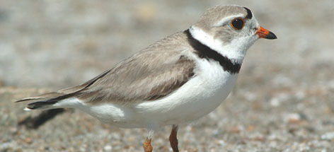  / &copy;: Gordon COURT / WWF-Canada