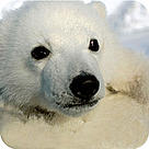  / &copy;: Jon Aars / Norwegian Polar Institute / WWF-Canon