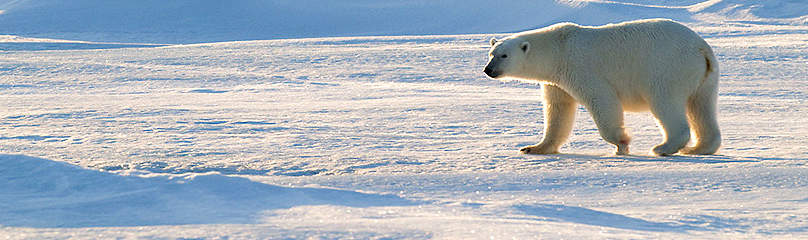 Polar bear (Ursus maritimus) walking on ice, Spitsbergen, Svalbard, Norway.
© Steve Morello / WWF
© Steve Morello / WWF