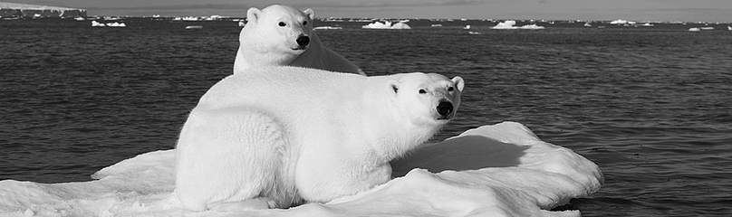 Two polar bears on a piece of ice in the Arctic Ocean, Svalbard
© Florian Schulz/visionsofthewild.com Two polar bears on a piece of ice in the Arctic Ocean, Svalbard
© Florian Schulz/visionsofthewild.com