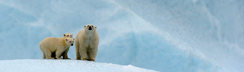Polar bear female and her two cubs on an iceberg, Canada
© naturepl.com / Eric Baccega / WWF
© naturepl.com / Eric Baccega / WWF
