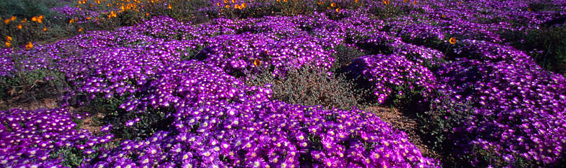 Purple field
© Martin Harvey / WWF
© Martin Harvey / WWF