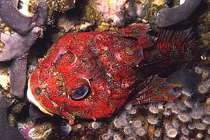 A Red Irish Lord (Hemilepidotus hemilepidotus), a colourful sculpin that reaches 30 cm long, on the ... / ©: MCDANIEL, Neil / WWF-Canada / ©: MCDANIEL, Neil / WWF-Canada
