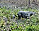 Two translocated rhinos in the Manas National Park of the state have given birth.