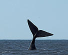 Atlantic right whale. 
