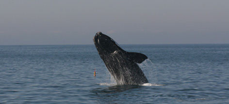 Northern right whale / ©: PCCS//PCCS-NOAA permit 633-176 / WWF-Canada / ©: PCCS//PCCS-NOAA permit 633-176 / WWF-Canada