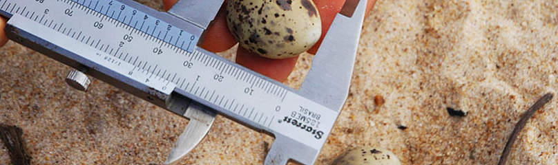 Measuring an egg of a yellow-billed tern, Juruena National Park, Brazil
© Zig Koch / WWF
© Zig Koch / WWF