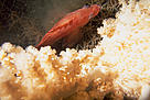  / &copy;: Don Gordon / WWF-Canada
