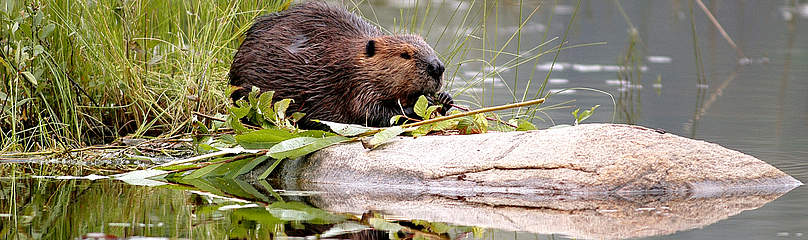 Beaver (Castor canadensis) at water's edge in Algonquin Provincial Park, Ontario, Canada
© © Frank PARHIZGAR / WWF-Canada
© © Frank PARHIZGAR / WWF-Canada