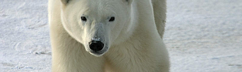 un ours polaire rencontre un grizzly