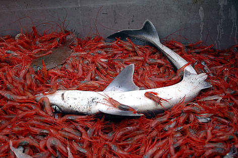 Spurdog or spiny dogfish (Squalus acanthias) bycatch and shrimps on a fishing vessel, Stavanger, ... / ©: Rudolf Svenson / WWF-Canon / ©: Rudolf Svenson / WWF-Canon