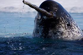 Narwhal surfacing for breath, Arctic Canada / ©: Paul Nicklen/National Geographic Stock / WWF-Canada / ©: Paul Nicklen/National Geographic Stock / WWF-Canada