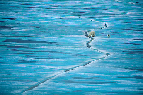 Polar Bear (Ursus maritimus), female and cub on sea ice, Baffin Island, Nunavut, Canada, Arctic. / ©: Staffan Widstrand / WWF