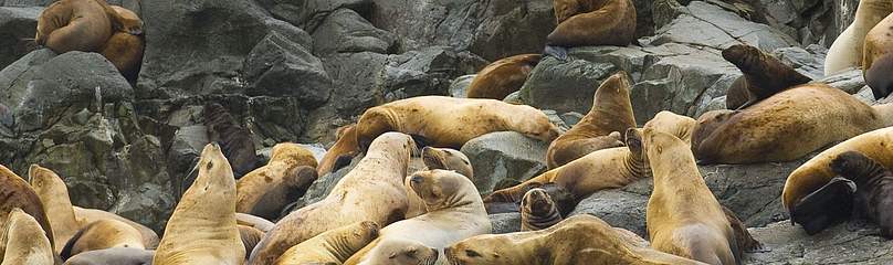 Sea lions (Otariidae sp), relaxing on the rocks at Garcin Rocks, in Gwaii Haanas, Great Bear ...
© © Andrew S. Wright / WWF-Canada
© © Andrew S. Wright / WWF-Canada