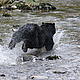 An American black bear crosses one of the many wild salmon rivers of the Great Bear. © Natalie Bowes / WWF-Canada