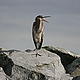 © Natalie Bowes / WWF-Canada