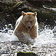 The Kermode or Spirit Bear chasing a salmon during spawning season. © Tim Irvin / WWF-Canada